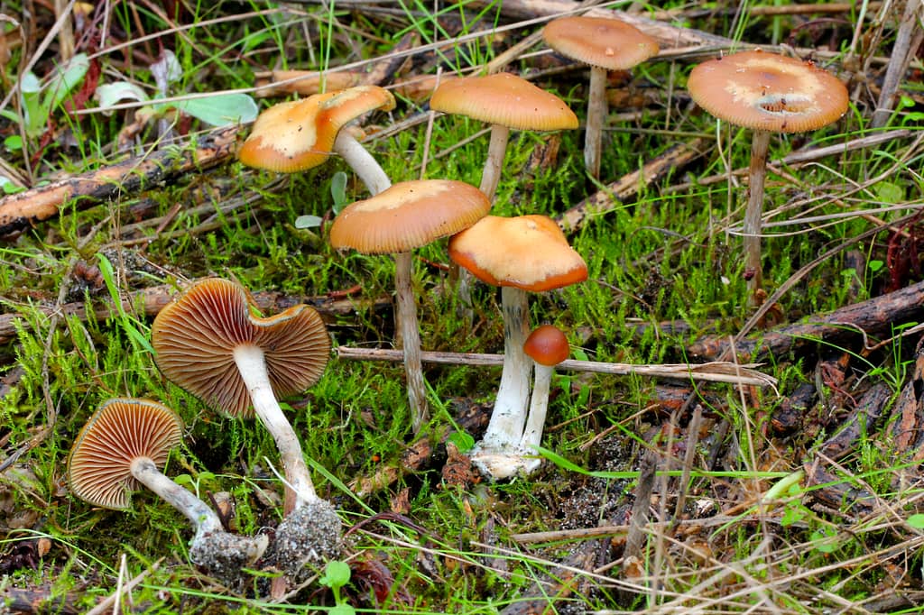 the 10 most potent magic mushrooms