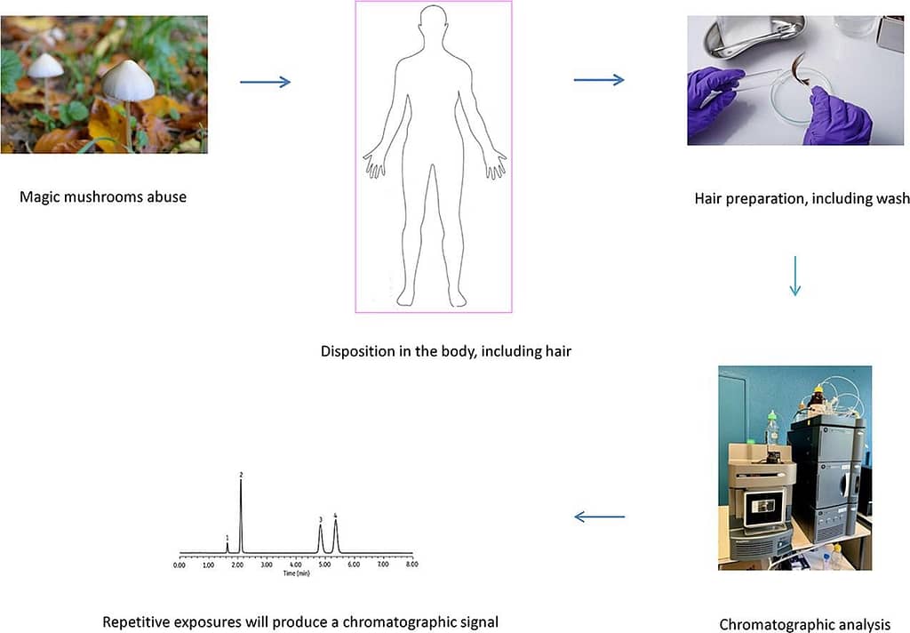 How long do shrooms stay in your system? Explore our in-depth blog for insights into the effects of shrooms and other related topics