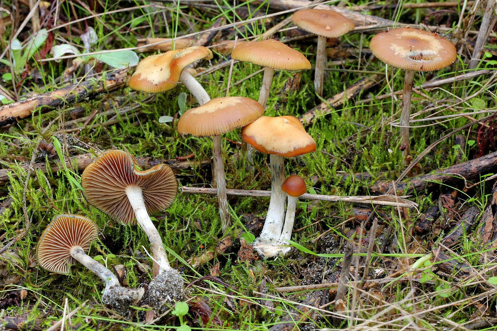 the 10 most potent magic mushrooms